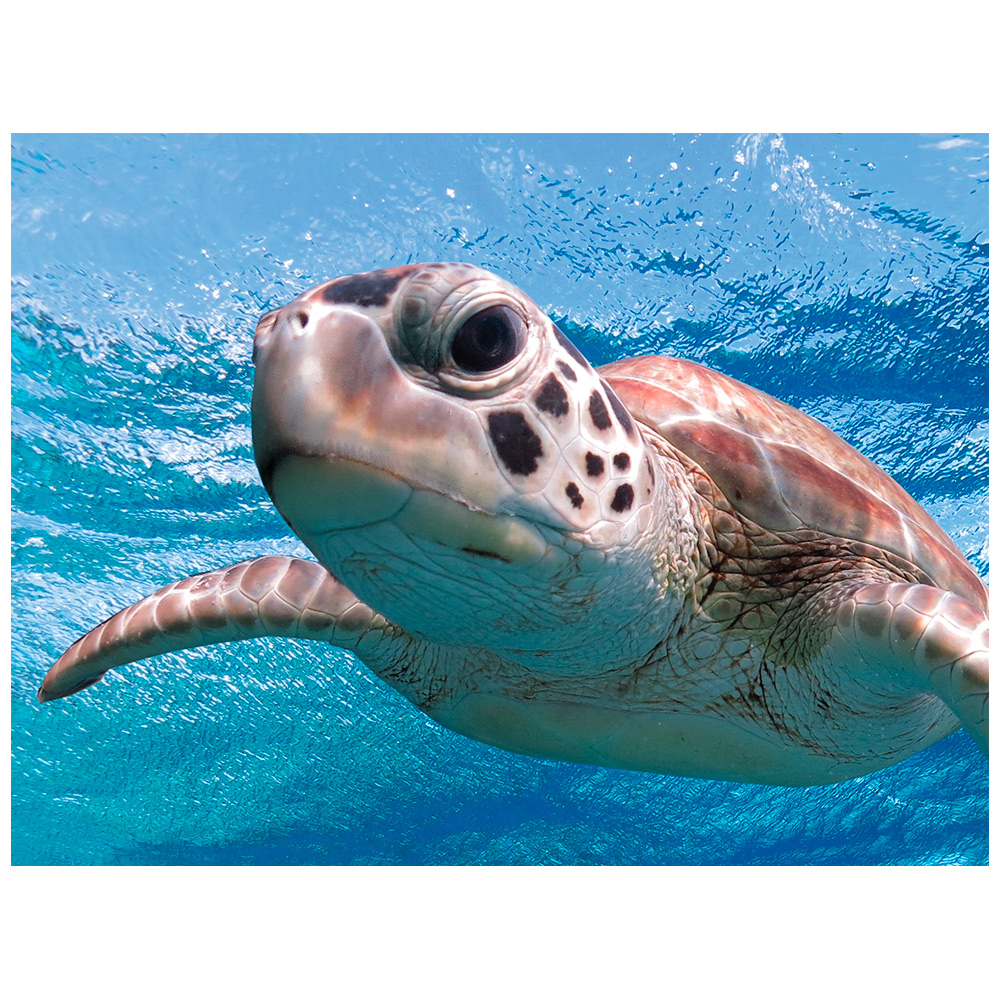 Стерео-пазл Prime 3D Морская черепаха 500 детал., 6+ 20055